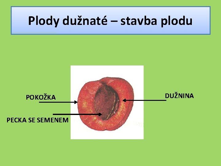 Plody dužnaté – stavba plodu POKOŽKA PECKA SE SEMENEM DUŽNINA 