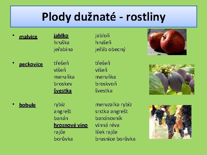 Plody dužnaté - rostliny • malvice jablko hruška jeřabina jabloň hrušeň jeřáb obecný •