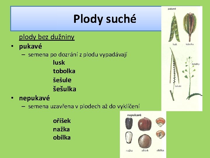 Plody suché plody bez dužniny • pukavé – semena po dozrání z plodu vypadávají
