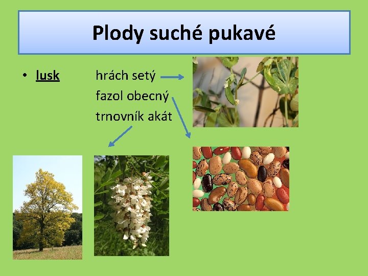 Plody suché pukavé • lusk hrách setý fazol obecný trnovník akát 