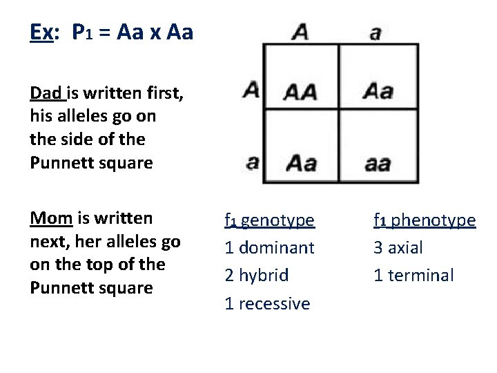 Ex: P 1 = Aa x Aa Dad is written first, his alleles go