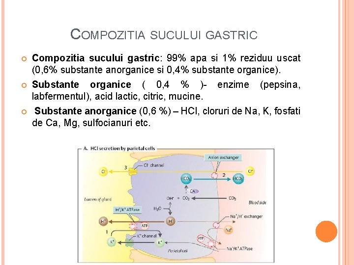  COMPOZITIA SUCULUI GASTRIC Compozitia sucului gastric: 99% apa si 1% reziduu uscat (0,