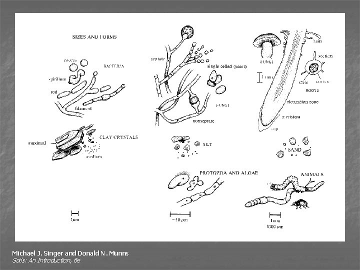 Michael J. Singer and Donald N. Munns Soils: An Introduction, 6 e 