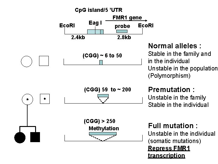 Cp. G island/5 ’UTR FMR 1 gene Eag I Eco. RI probe 2. 4