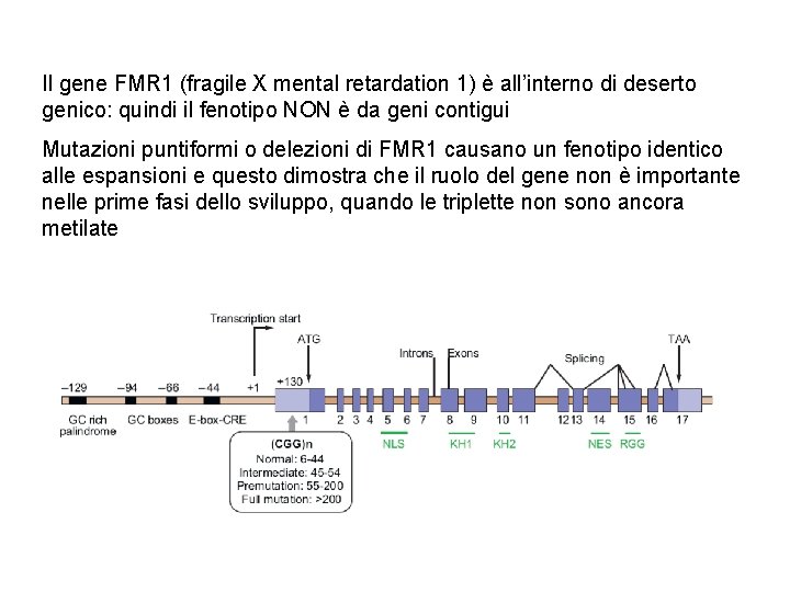 Il gene FMR 1 (fragile X mental retardation 1) è all’interno di deserto genico: