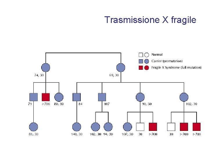 Trasmissione X fragile 