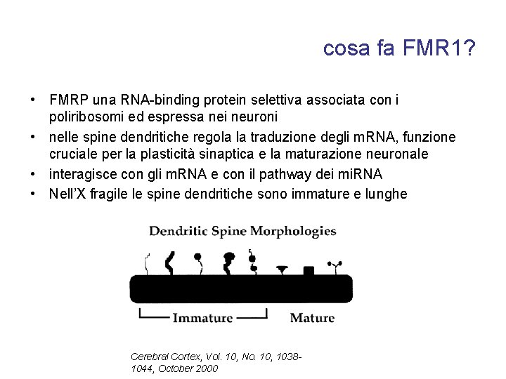cosa fa FMR 1? • FMRP una RNA-binding protein selettiva associata con i poliribosomi