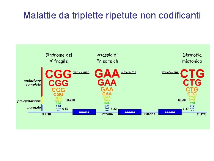 Malattie da triplette ripetute non codificanti 