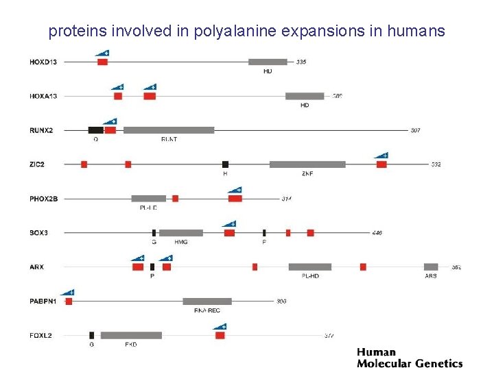 proteins involved in polyalanine expansions in humans 