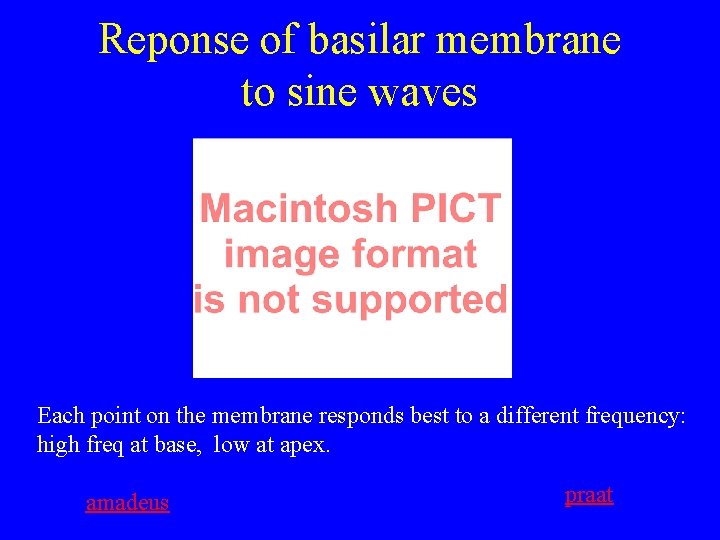 Reponse of basilar membrane to sine waves Each point on the membrane responds best