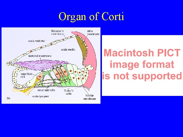 Organ of Corti 