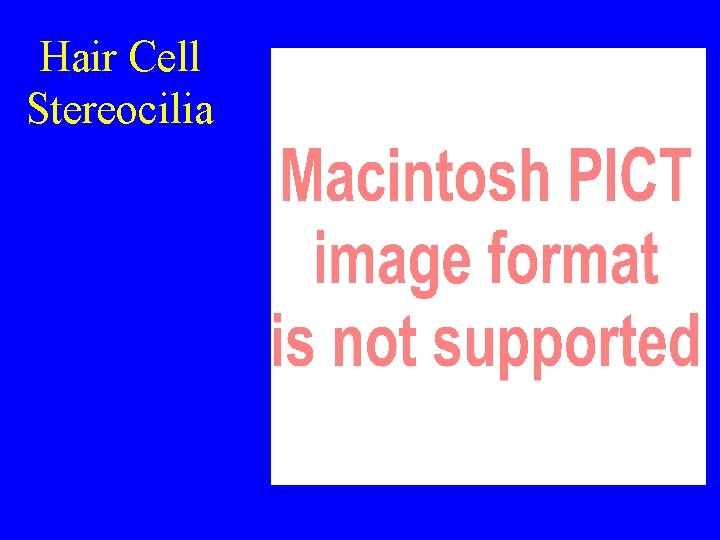 Hair Cell Stereocilia Hair Cell Stereocilia