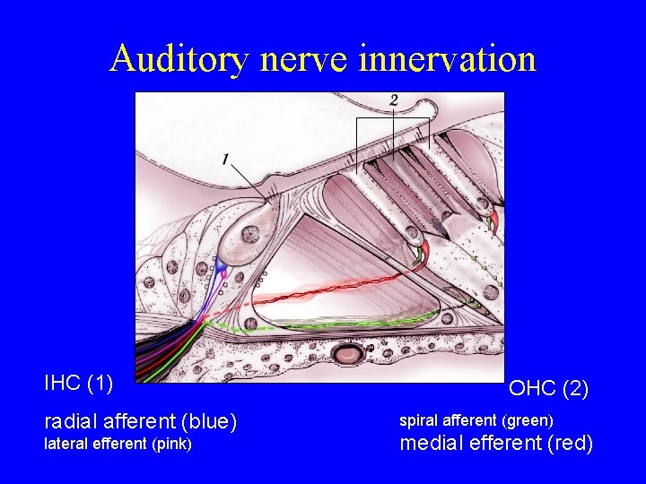 Auditory nerve innervation IHC (1) radial afferent (blue) lateral efferent (pink) OHC (2) spiral