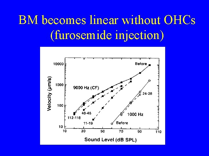 BM becomes linear without OHCs (furosemide injection) BM becomes linear without OHCs (furosemide injection)