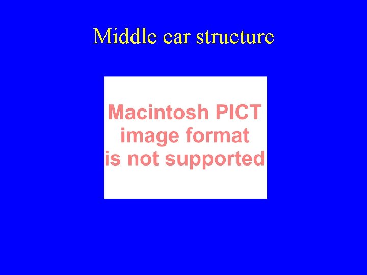 Middle ear structure 