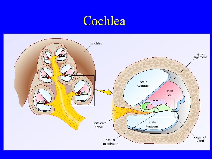 Cochlea 