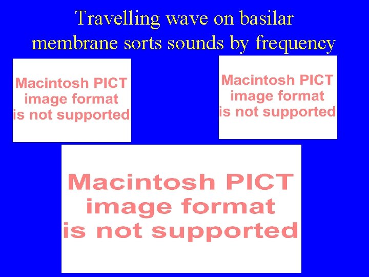 Travelling wave on basilar membrane sorts sounds by frequency Travelling wave on basilar membrane sorts sounds by frequency