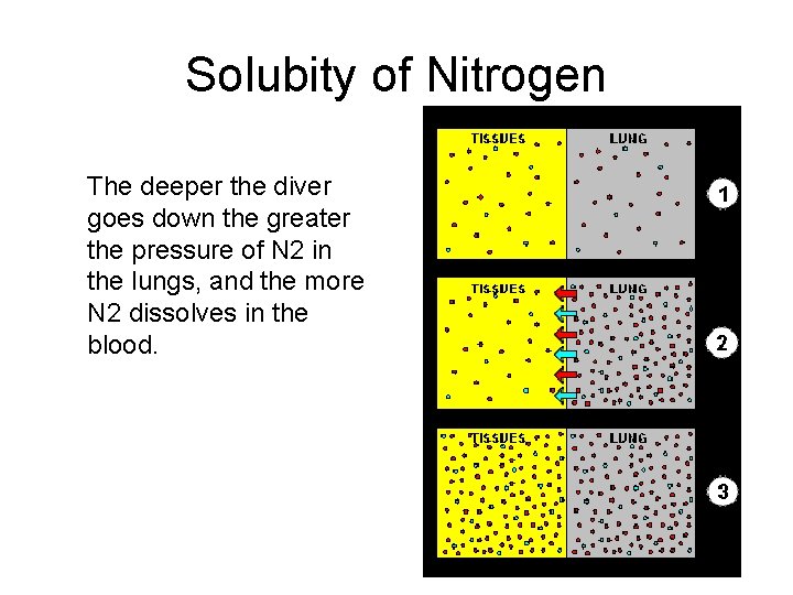 Solubity of Nitrogen The deeper the diver goes down the greater the pressure of