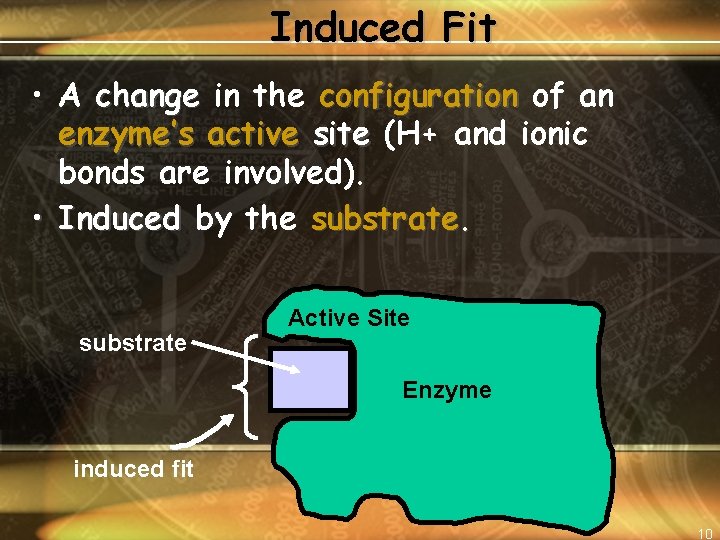 Induced Fit • A change in the configuration of an enzyme’s active site (H+