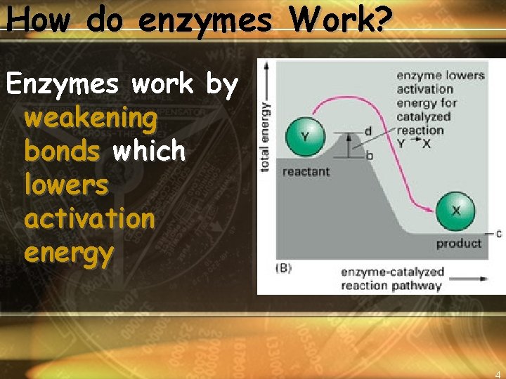 How do enzymes Work? Enzymes work by weakening bonds which lowers activation energy 4