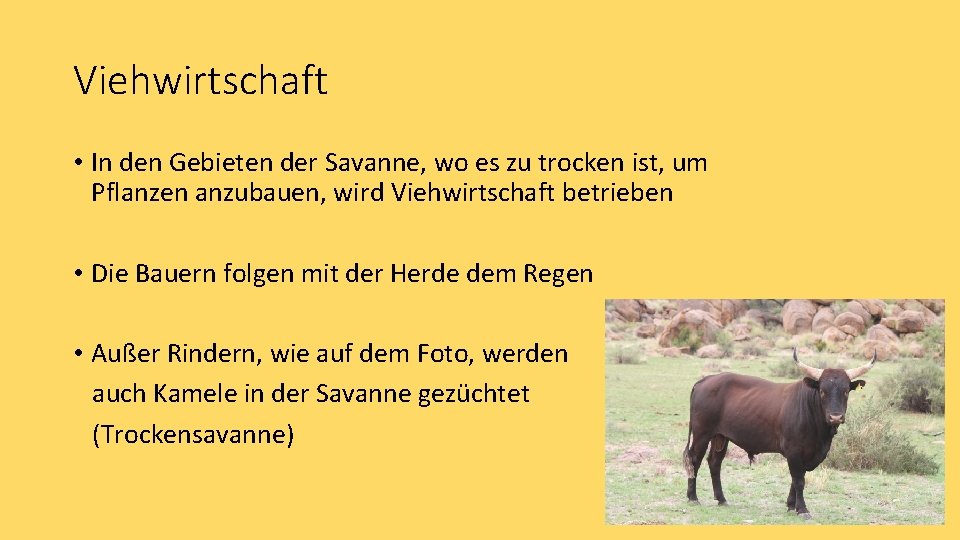 Viehwirtschaft • In den Gebieten der Savanne, wo es zu trocken ist, um Pflanzen