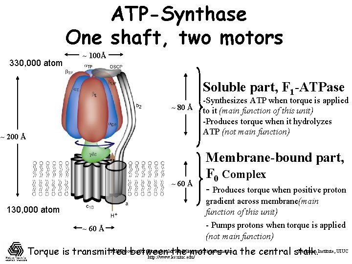 ATP-Synthase One shaft, two motors 330, 000 atom ~ 100Å Soluble part, F 1