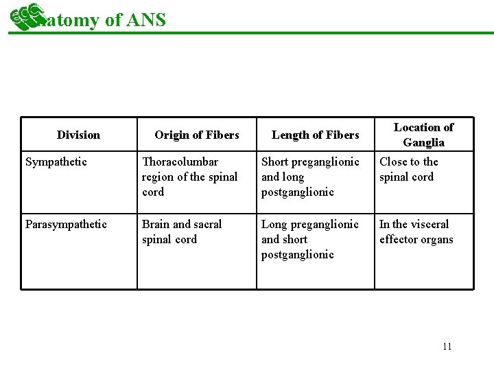 Anatomy of ANS Division Location of Ganglia Origin of Fibers Length of Fibers Sympathetic
