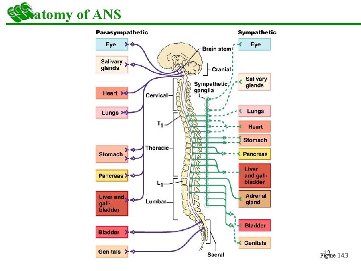 Anatomy of ANS 12 14. 3 Figure 