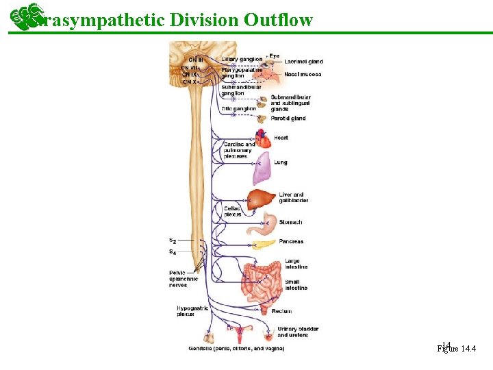 Parasympathetic Division Outflow 14 14. 4 Figure 