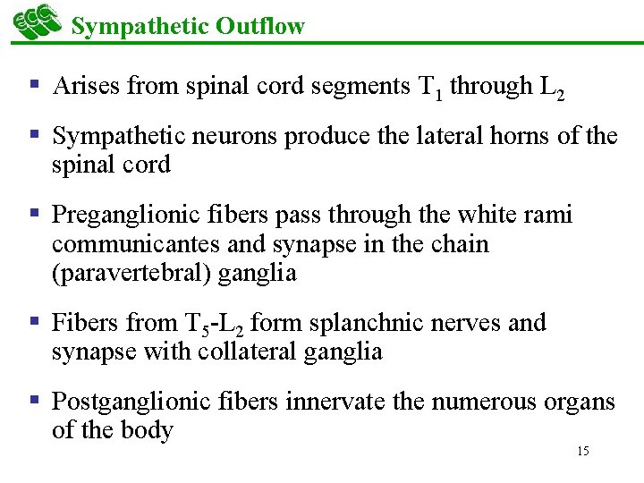 Sympathetic Outflow § Arises from spinal cord segments T 1 through L 2 §