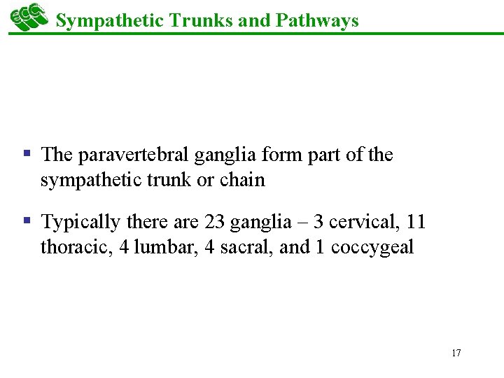 Sympathetic Trunks and Pathways § The paravertebral ganglia form part of the sympathetic trunk