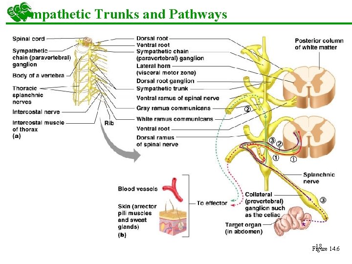 Sympathetic Trunks and Pathways 18 14. 6 Figure 