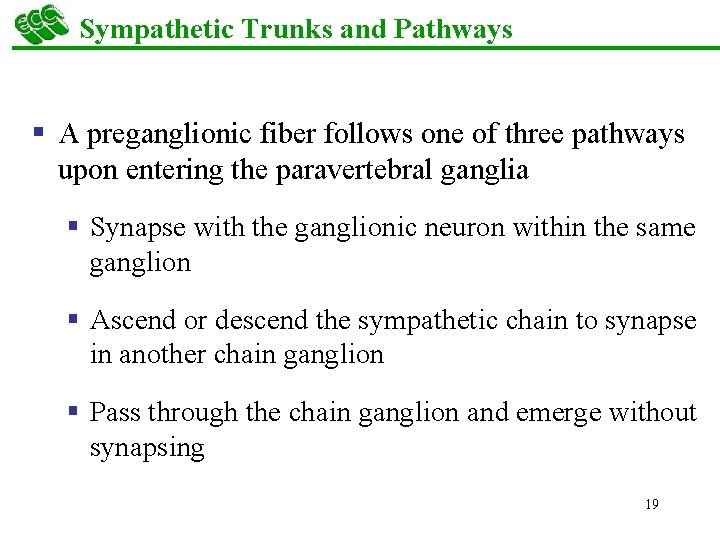 Sympathetic Trunks and Pathways § A preganglionic fiber follows one of three pathways upon