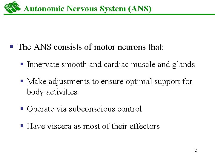 Autonomic Nervous System (ANS) § The ANS consists of motor neurons that: § Innervate