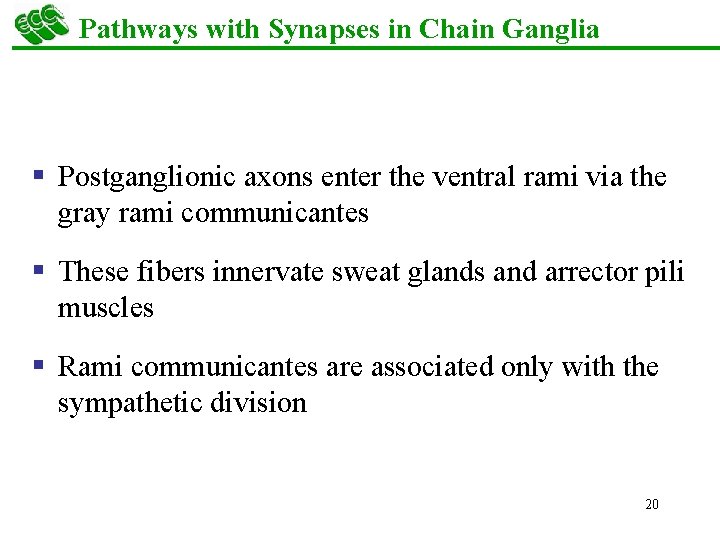 Pathways with Synapses in Chain Ganglia § Postganglionic axons enter the ventral rami via