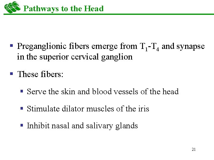 Pathways to the Head § Preganglionic fibers emerge from T 1 -T 4 and