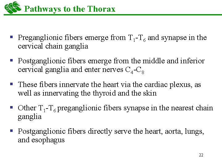 Pathways to the Thorax § Preganglionic fibers emerge from T 1 -T 6 and