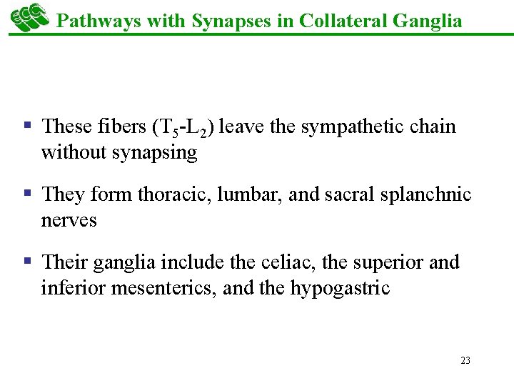 Pathways with Synapses in Collateral Ganglia § These fibers (T 5 -L 2) leave
