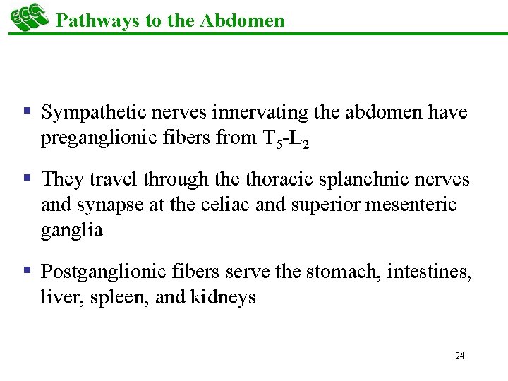 Pathways to the Abdomen § Sympathetic nerves innervating the abdomen have preganglionic fibers from