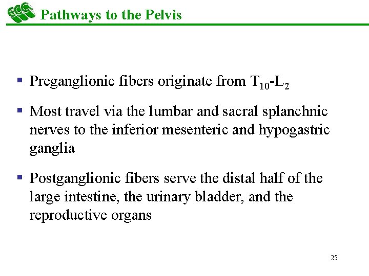 Pathways to the Pelvis § Preganglionic fibers originate from T 10 -L 2 §