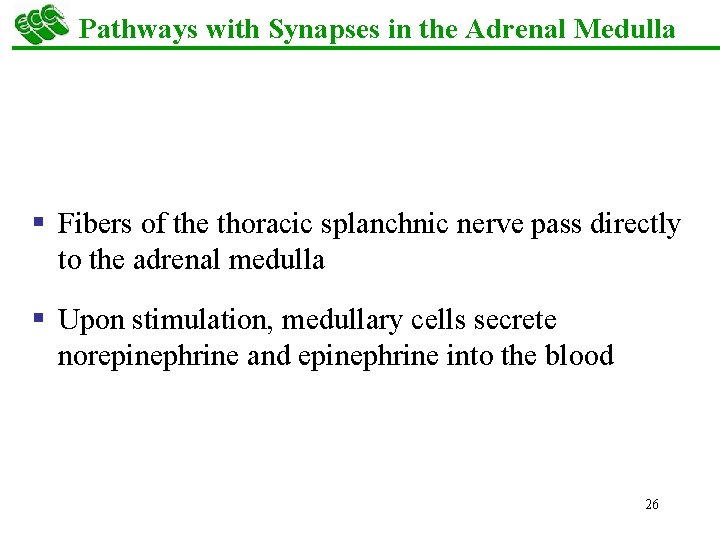 Pathways with Synapses in the Adrenal Medulla § Fibers of the thoracic splanchnic nerve