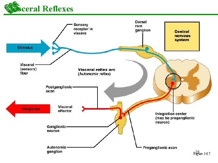 Visceral Reflexes 28 14. 7 Figure 