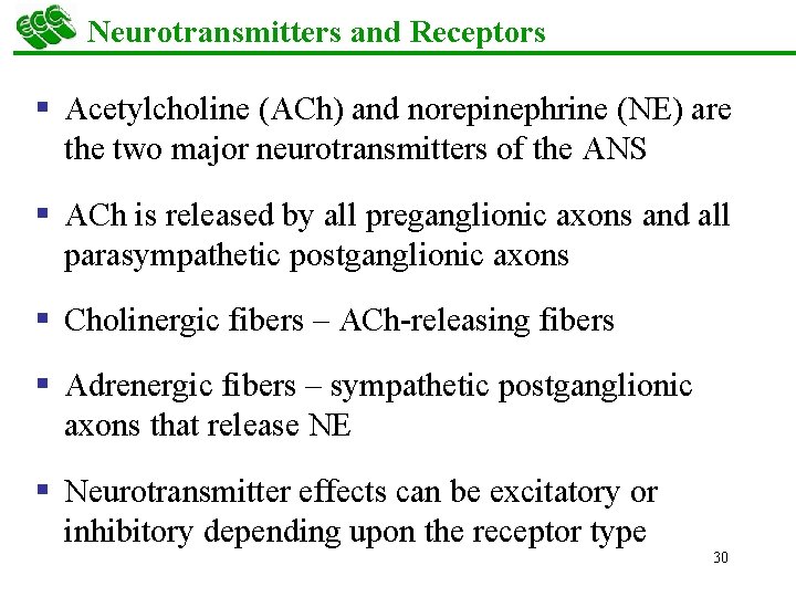 Neurotransmitters and Receptors § Acetylcholine (ACh) and norepinephrine (NE) are the two major neurotransmitters