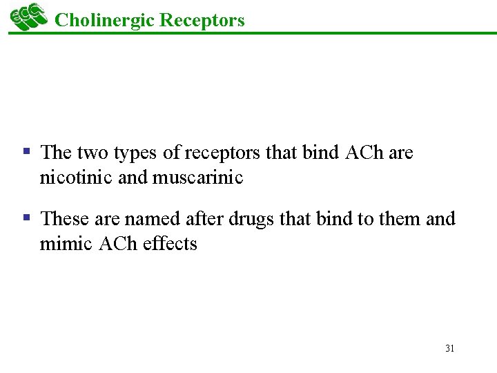 Cholinergic Receptors § The two types of receptors that bind ACh are nicotinic and