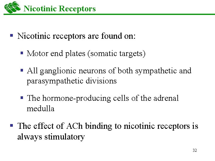 Nicotinic Receptors § Nicotinic receptors are found on: § Motor end plates (somatic targets)