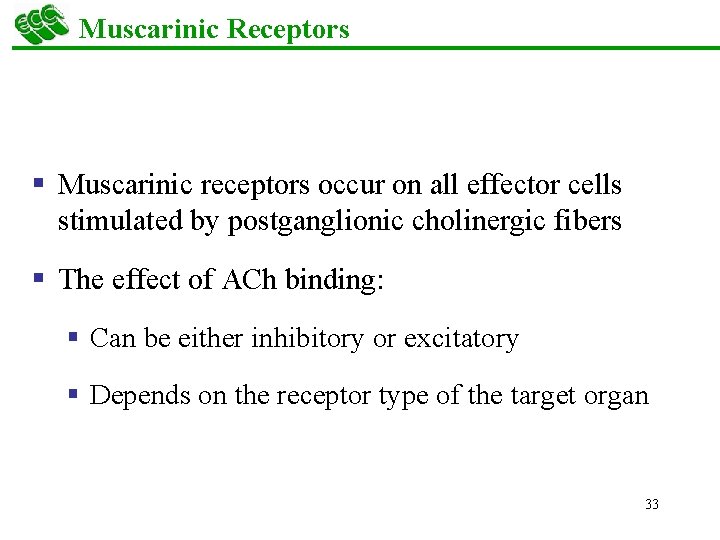 Muscarinic Receptors § Muscarinic receptors occur on all effector cells stimulated by postganglionic cholinergic