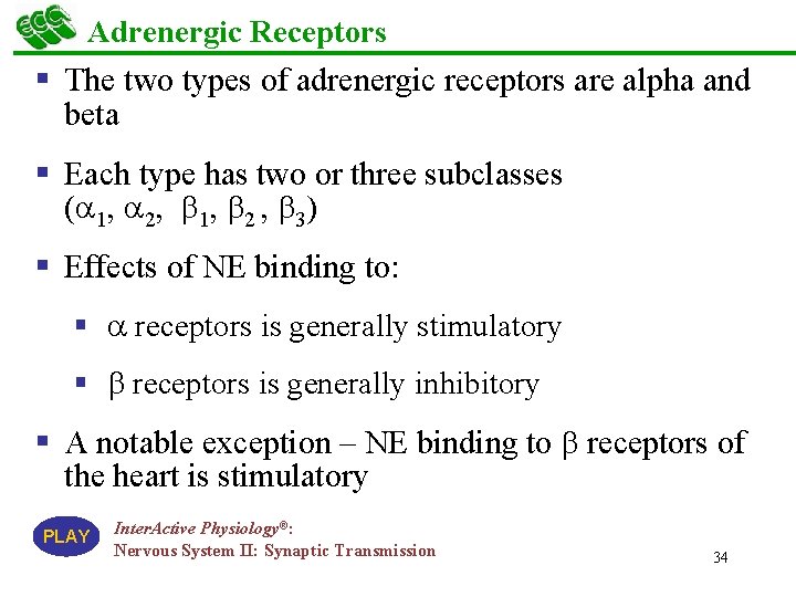 Adrenergic Receptors § The two types of adrenergic receptors are alpha and beta §