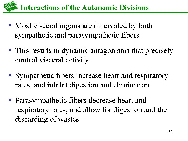 Interactions of the Autonomic Divisions § Most visceral organs are innervated by both sympathetic