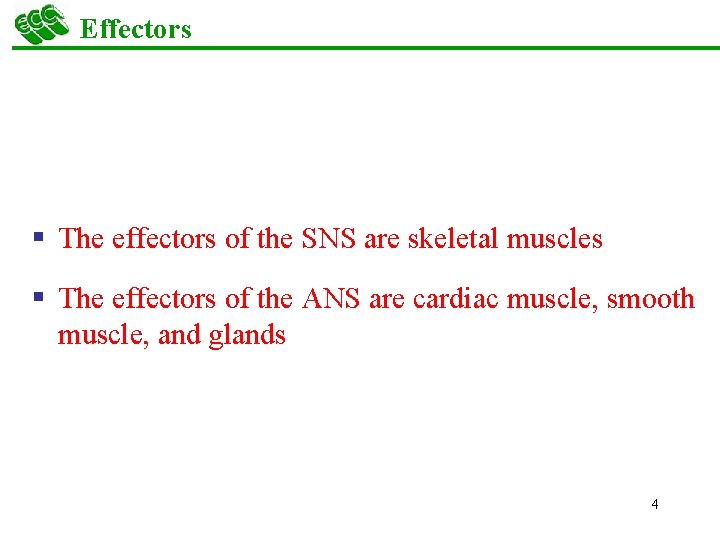 Effectors § The effectors of the SNS are skeletal muscles § The effectors of