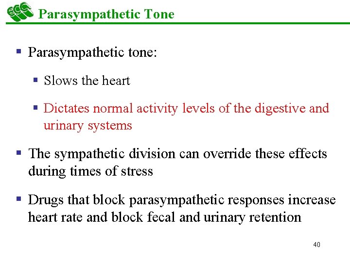 Parasympathetic Tone § Parasympathetic tone: § Slows the heart § Dictates normal activity levels